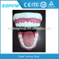 China-Lieferanten-preiswerte Preis-Zähne und zahnmedizinische Modelle